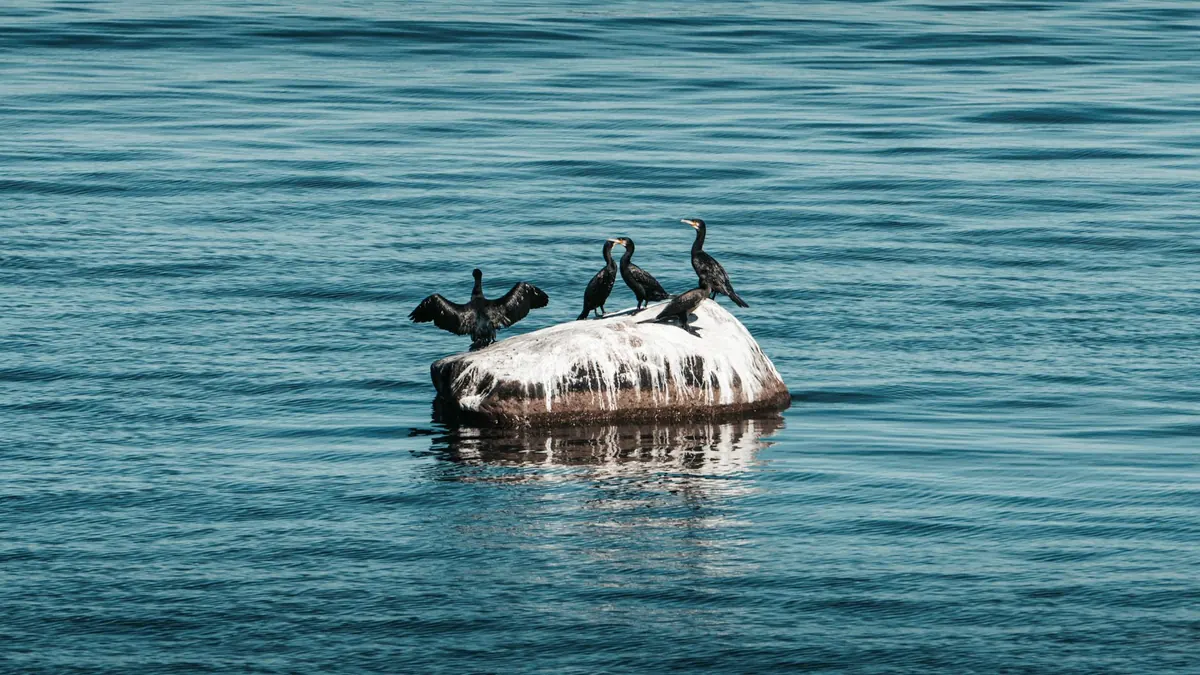 Seasonal Wildlife on the River Tyne: A Year-Round Spotting Guide